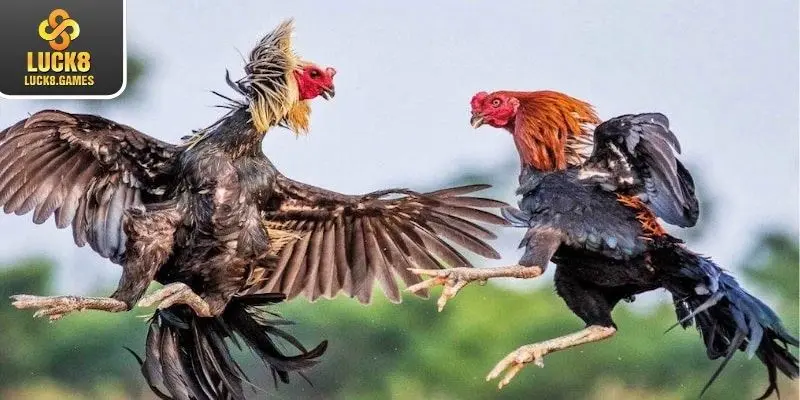 Đôi nét về chuyên mục đấu gà trực tuyến tại hệ thống