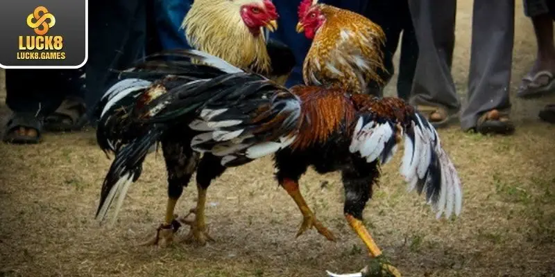 Thể thức thi đấu gà cựa sắt