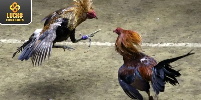 Tìm hiểu về đấu gà cựa sắt